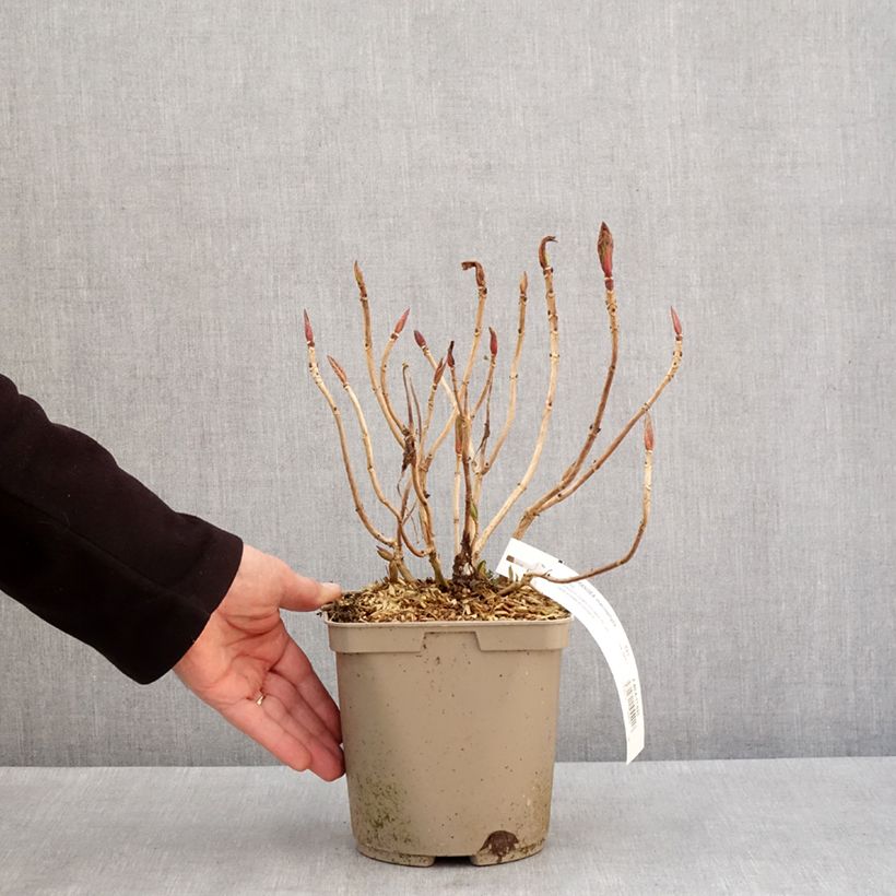 Hortensia macrophylla Rahic - Hydrangea Maceta 3L/4L Ejemplar entregado en invierno