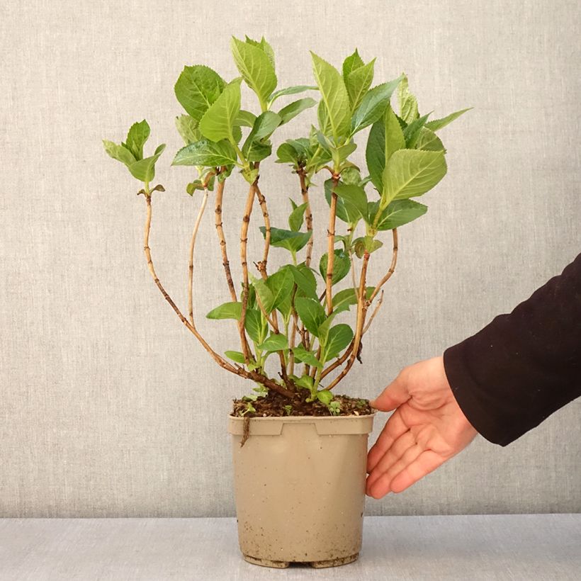 Hortensia macrophylla Rahic - Hydrangea Maceta 3L/4L Ejemplar entregado en la primavera