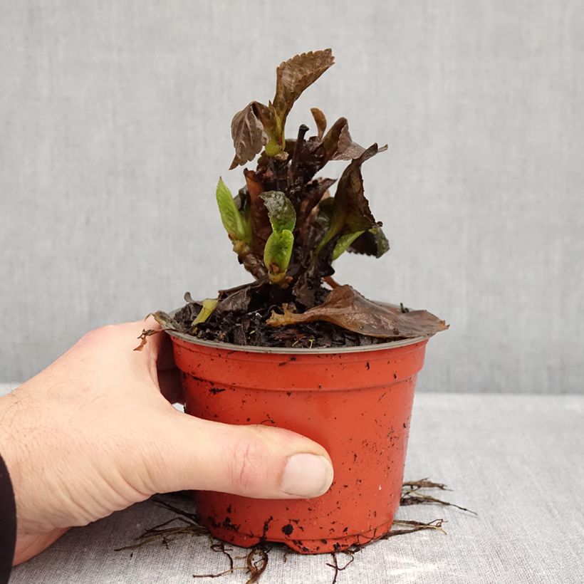 Ejemplar de Hydrangea macrophylla Rebellion Choco Love - Hortensia Maceta de 12 cm / 13 cm entregado en otoño