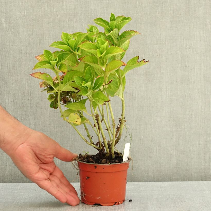 Ejemplar de Hydrangea macrophylla Rebellion Ferrari Love - Hortensia Maceta de 12 cm / 13 cm entregado en verano