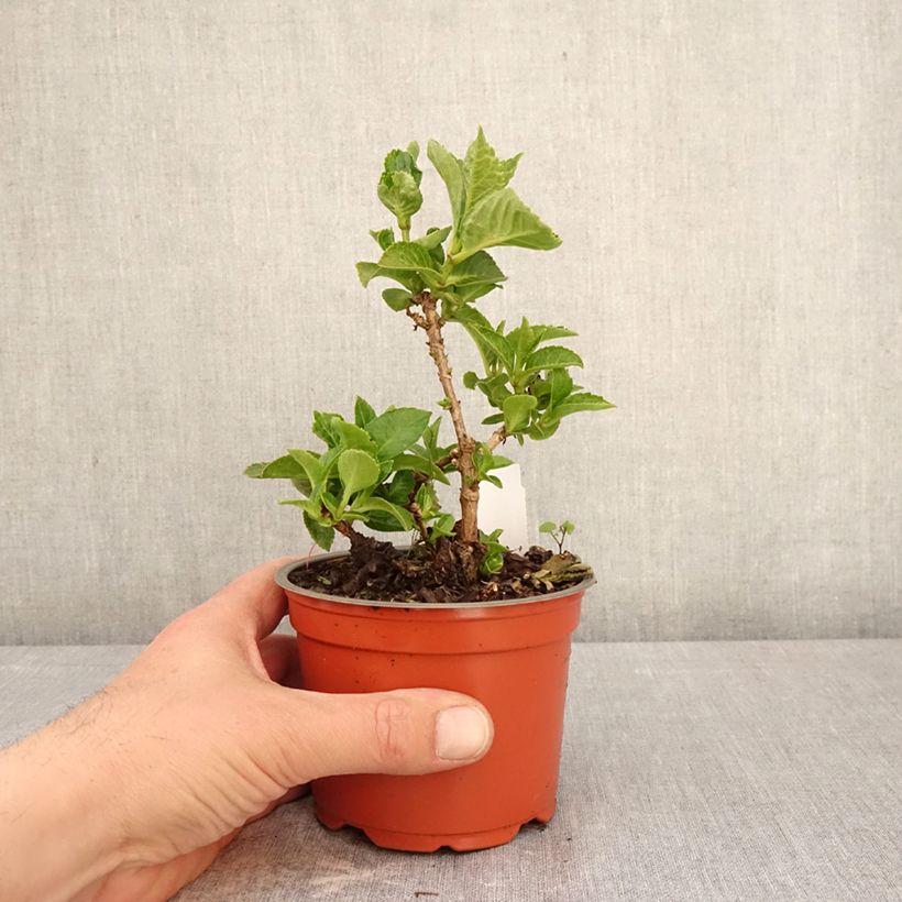 Hortensia - Hydrangea macrophylla Rebellion Ferrari Love Maceta de 12 cm / 13 cm Ejemplar entregado en la primavera