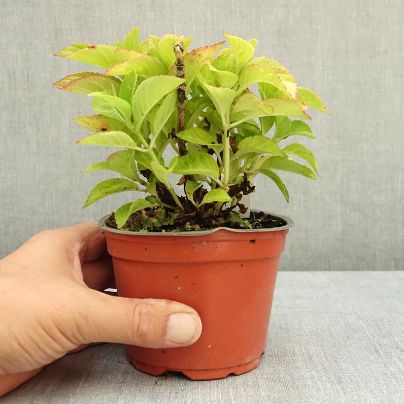 Ejemplar de Hydrangea macrophylla Rebellion Red Love - Hortensia Maceta de 12 cm / 13 cm entregado en verano