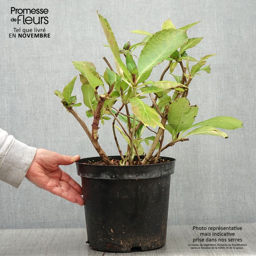 Ejemplar de Hortensia macrophylla Red Ace - Hydrangea Maceta 4L/5L entregado en otoño