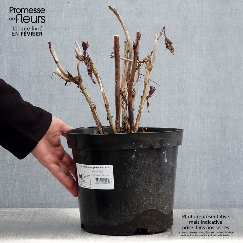 Hortensia macrophylla Red Ace - Hydrangea Maceta 4L/5L Ejemplar entregado en invierno