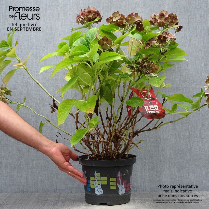 Ejemplar de Hortensia macrophylla Music Collection Red Reggae - Hydrangea Maceta 4L/5L entregado en otoño