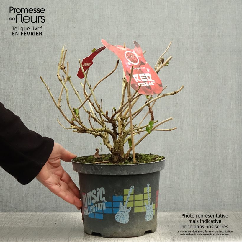 Hortensia macrophylla Music Collection Red Reggae - Hydrangea Maceta 4L/5L Ejemplar entregado en invierno