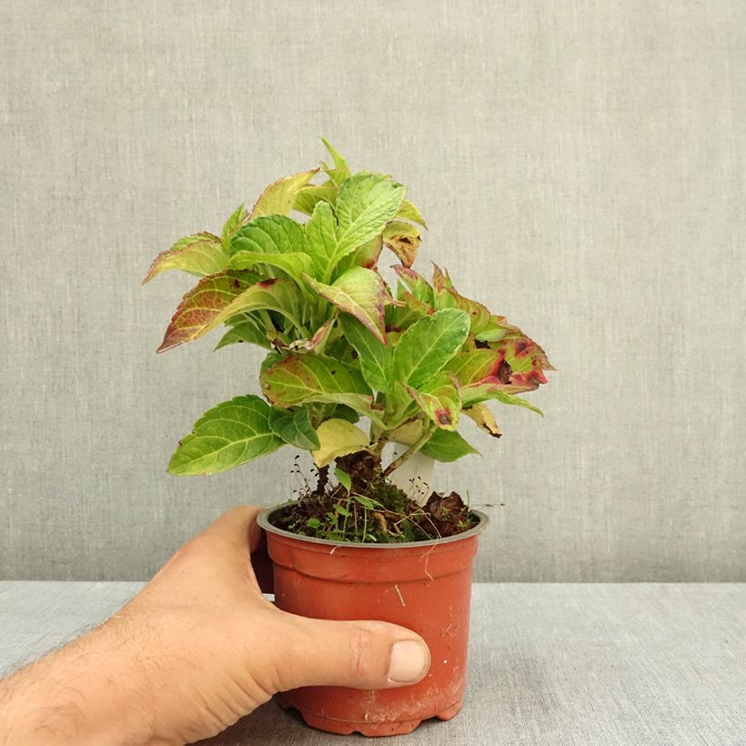 Ejemplar de Hydrangea macrophylla Rembrandt Elegant Rosa - Hortensia Maceta de 12 cm / 13 cm entregado en verano