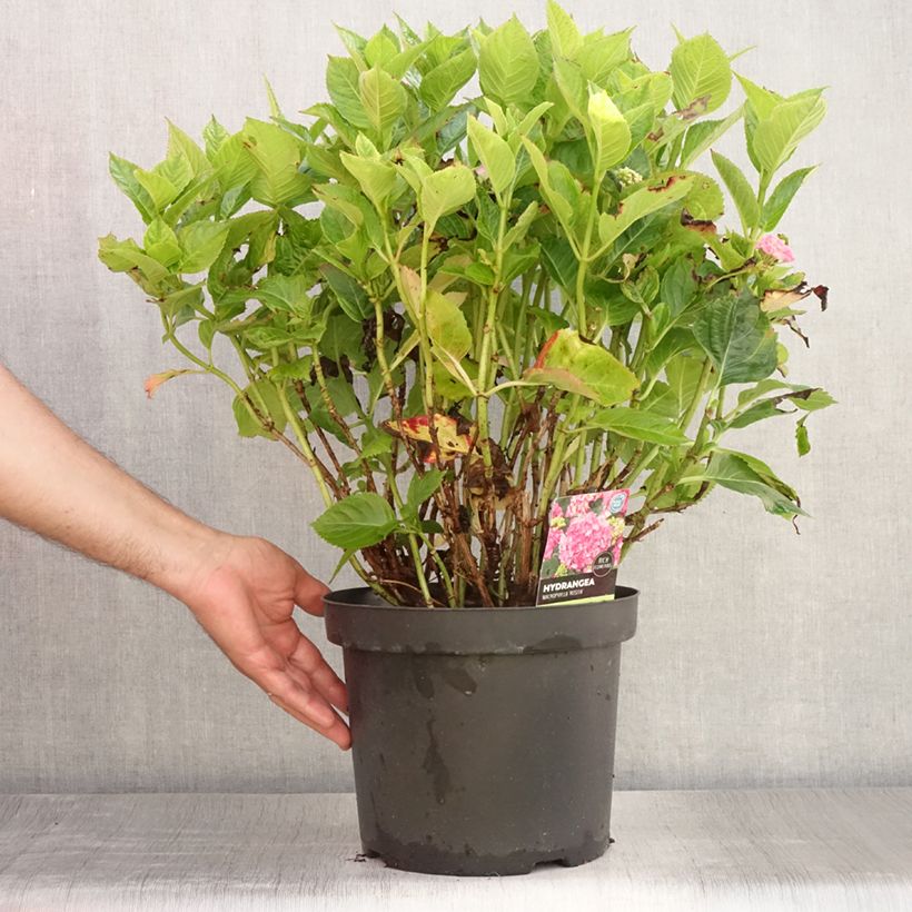 Ejemplar de Hortensia macrophylla Rosita - Hydrangea Maceta 7,5L/10L entregado en verano