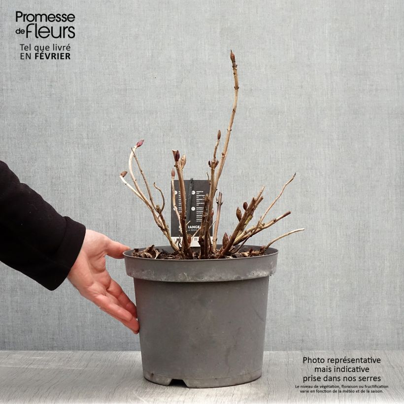 Hortensia macrophylla Rosita - Hydrangea Maceta 7,5L/10L Ejemplar entregado en invierno