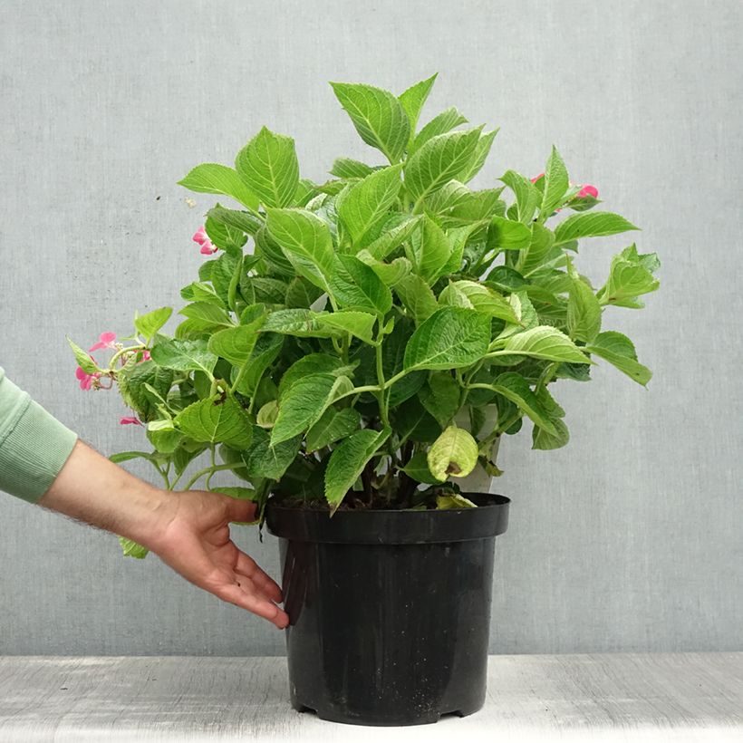 Ejemplar de Hortensia macrophylla Rotschwanz - Hydrangea Maceta 7,5L/10L entregado en verano