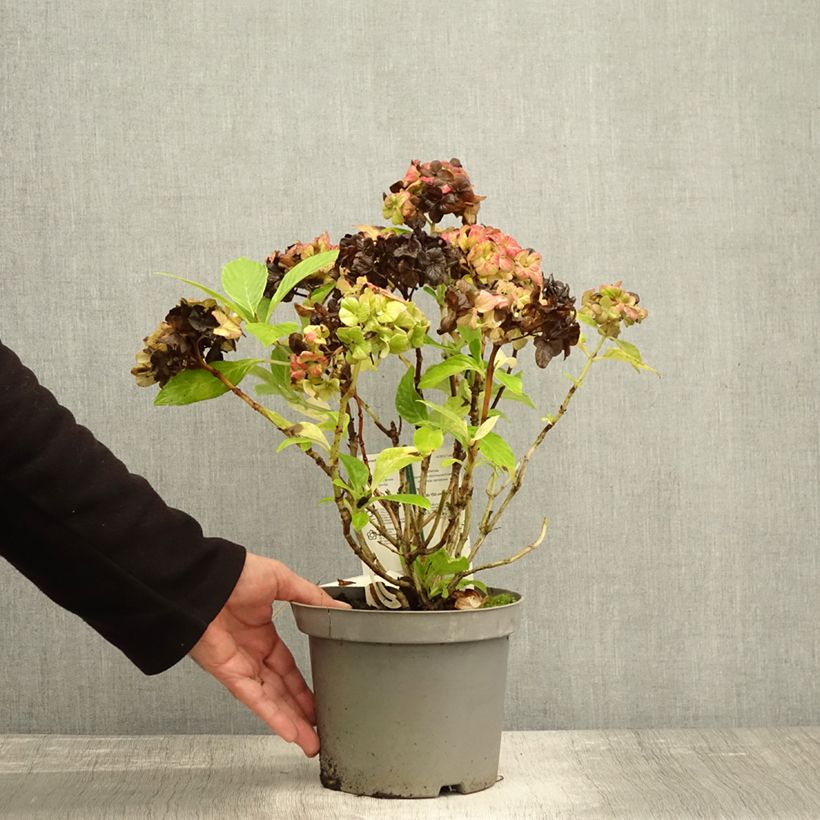 Ejemplar de Hortensia macrophylla Schloss Wackerbarth - Hydrangea Maceta 3L/4L entregado en otoño