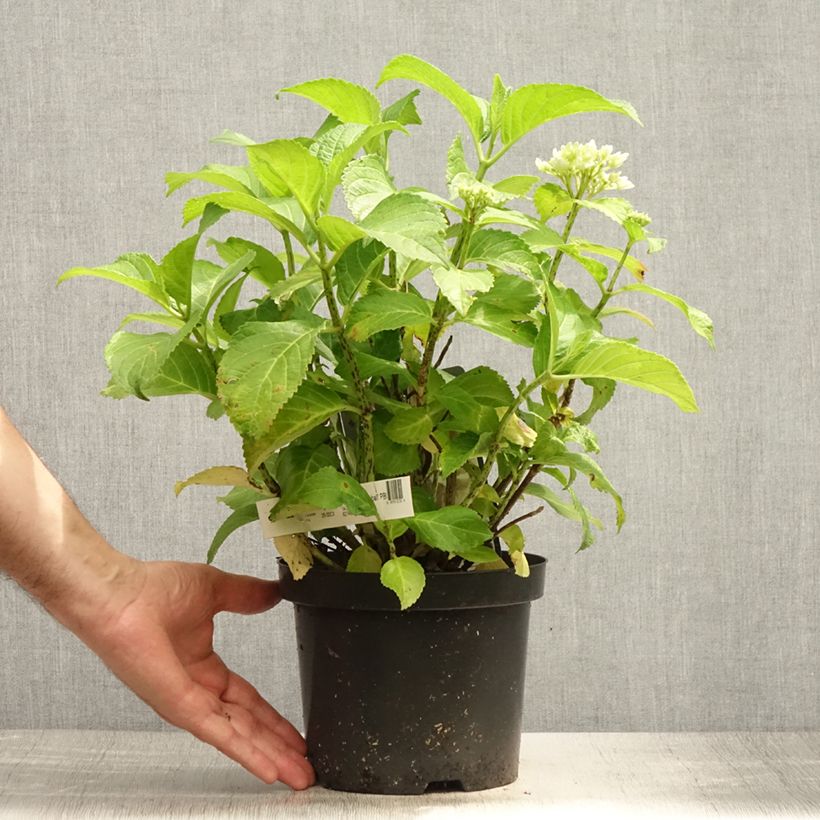 Ejemplar de Hortensia macrophylla Schneeball - Hydrangea Maceta 2L/3L entregado en verano