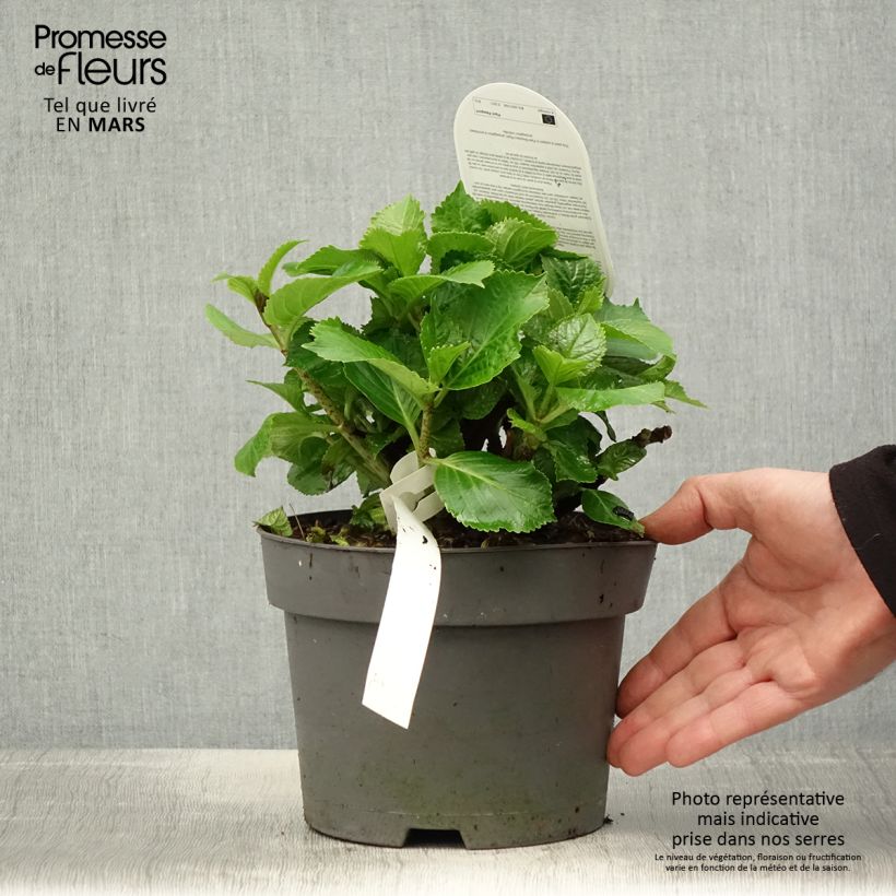 Hortensia macrophylla Schneeball - Hydrangea Maceta 2L/3L Ejemplar entregado en la primavera