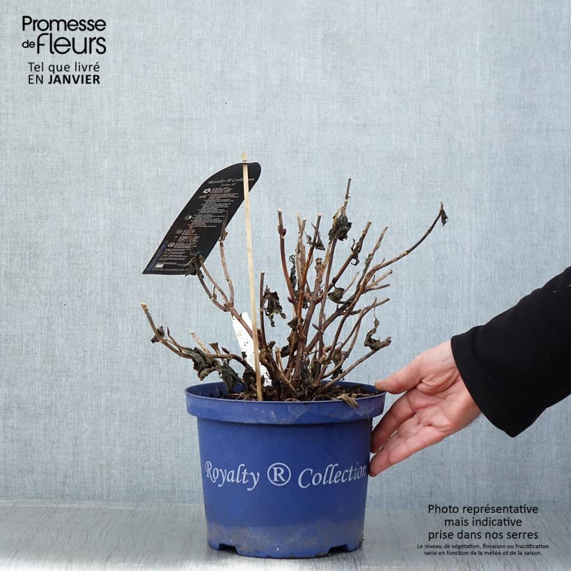 Hortensia macrophylla Dutch Ladies Selma - Hydrangea Maceta 4L/5L Ejemplar entregado en invierno