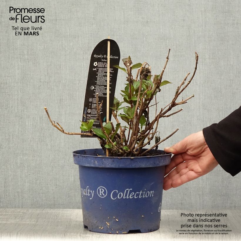 Hortensia macrophylla Dutch Ladies Selma - Hydrangea Maceta 4L/5L Ejemplar entregado en la primavera