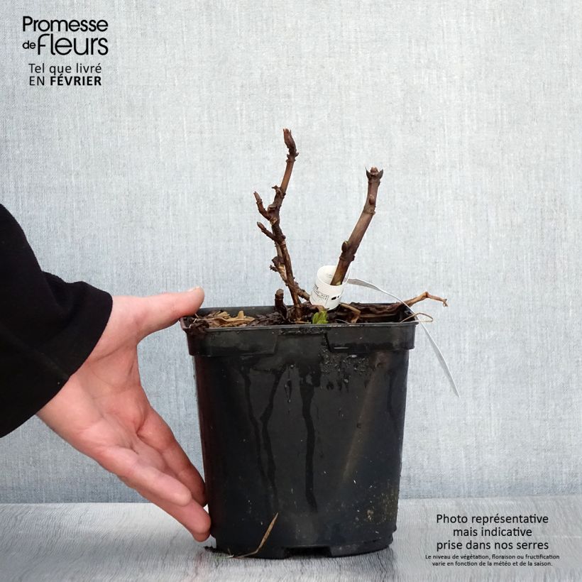 Hortensia macrophylla So Long Aya - Hydrangea Maceta 3L/4L Ejemplar entregado en invierno