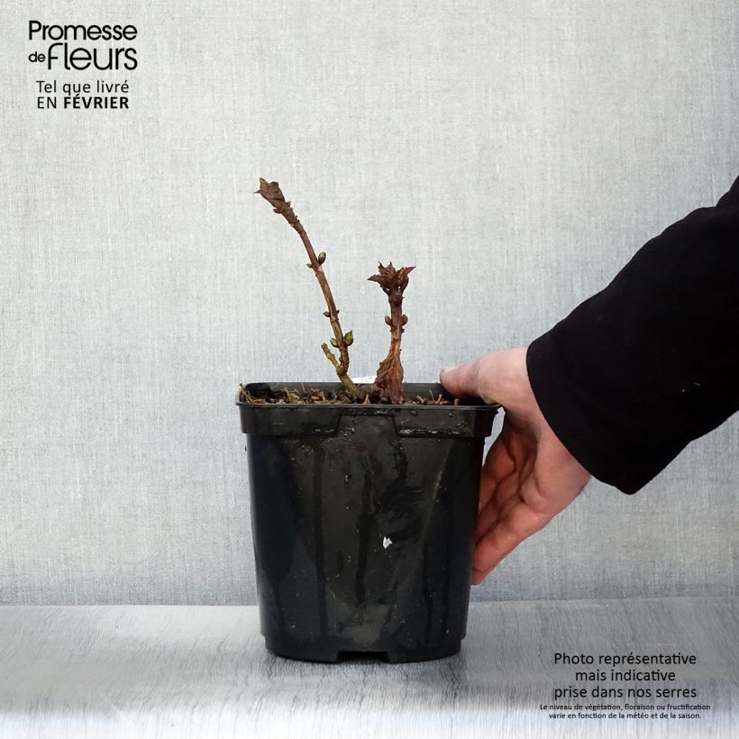 Hortensia macrophylla So Long Starlit Sky - Hydrangea Maceta 3L/4L Ejemplar entregado en invierno