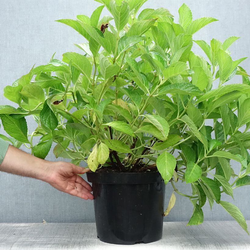 Ejemplar de Hortensia macrophylla Soeur Thérèse - Hydrangea Maceta 7,5L/10L entregado en verano