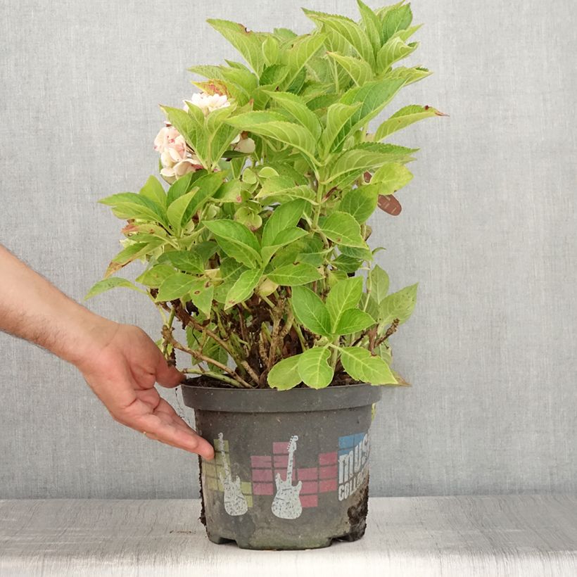 Ejemplar de Hortensia macrophylla Soft Pink Salsa - Hydrangea Maceta 4L/5L entregado en verano