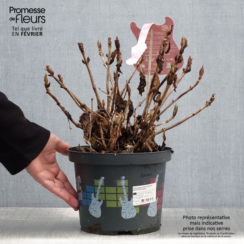 Hortensia macrophylla Soft Pink Salsa - Hydrangea Maceta 4L/5L Ejemplar entregado en invierno