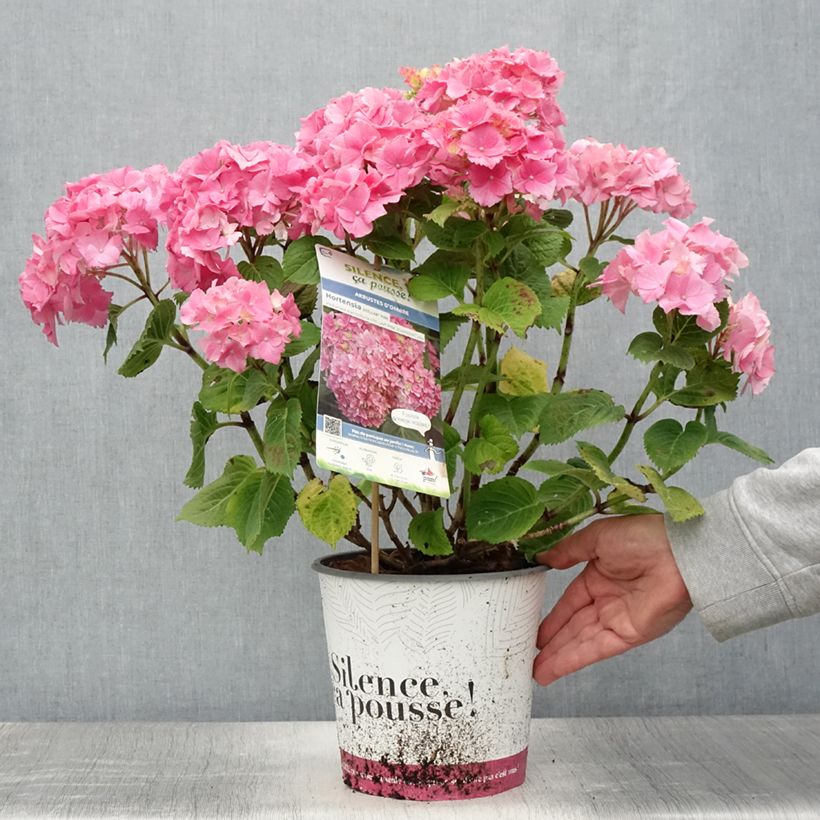 Ejemplar de Hortensia macrophylla Stellar Pink - Hydrangea Maceta 4L/5L entregado en verano
