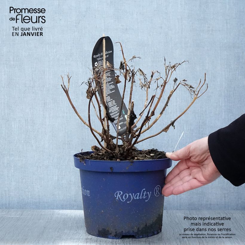 Hortensia macrophylla Tiffany - Hydrangea Maceta 4L/5L Ejemplar entregado en invierno