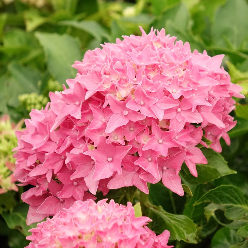 Hortensia macrophylla Tovelit - Hydrangea (Floración)