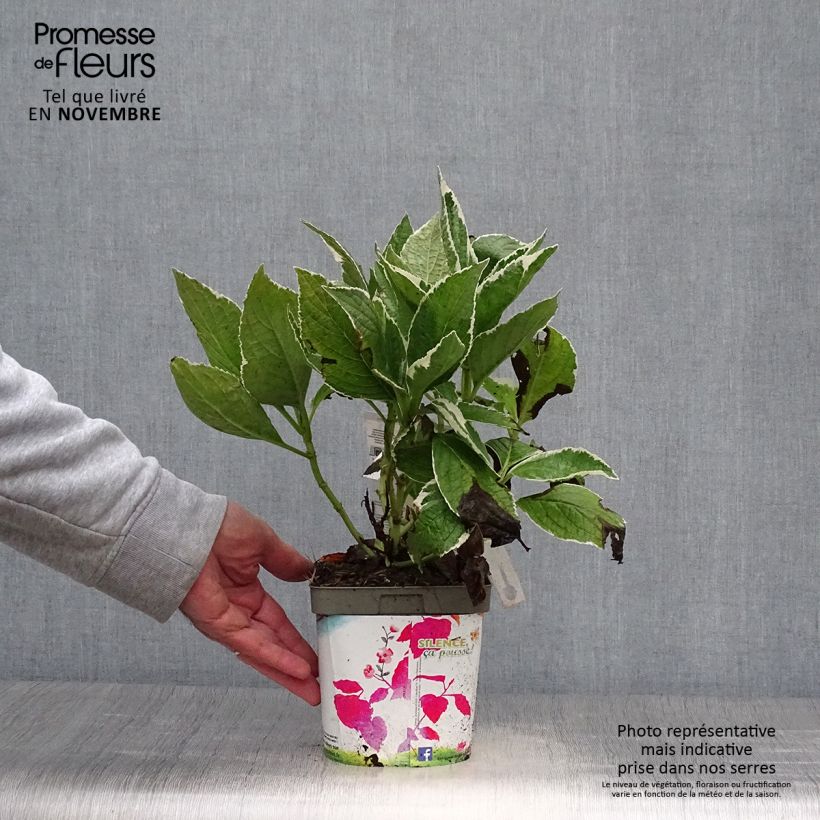 Ejemplar de Hortensia macrophylla Tricolor - Hydrangea Maceta 2L/3L entregado en otoño