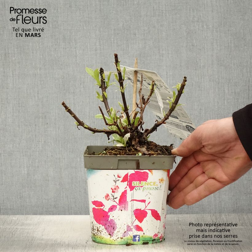 Hortensia macrophylla Tricolor - Hydrangea Maceta 2L/3L Ejemplar entregado en la primavera