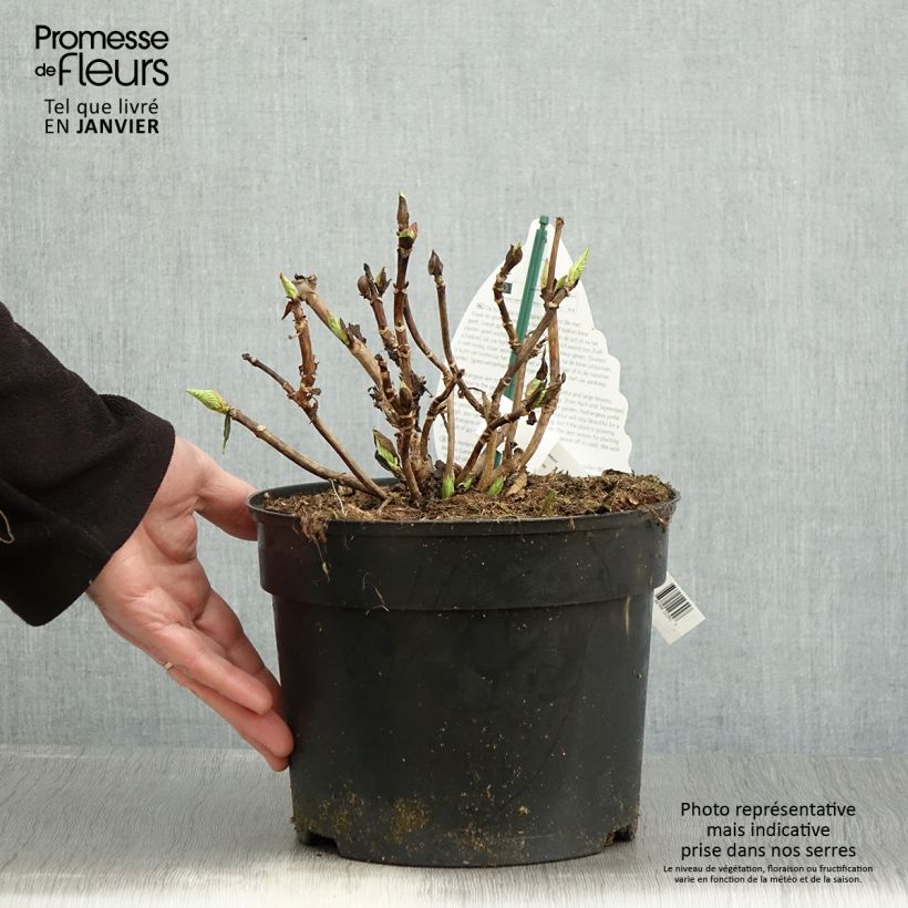 Hortensia macrophylla Verdi - Hydrangea Maceta 4L/5L Ejemplar entregado en invierno