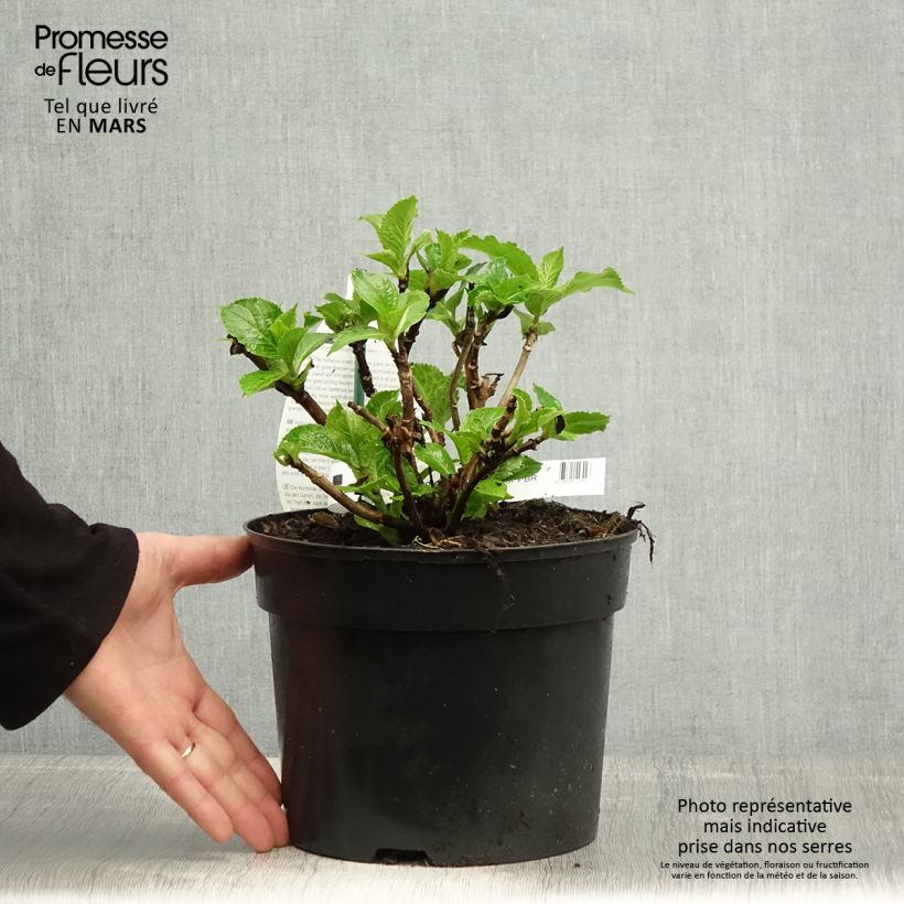 Hortensia macrophylla Verdi - Hydrangea Maceta 4L/5L Ejemplar entregado en la primavera