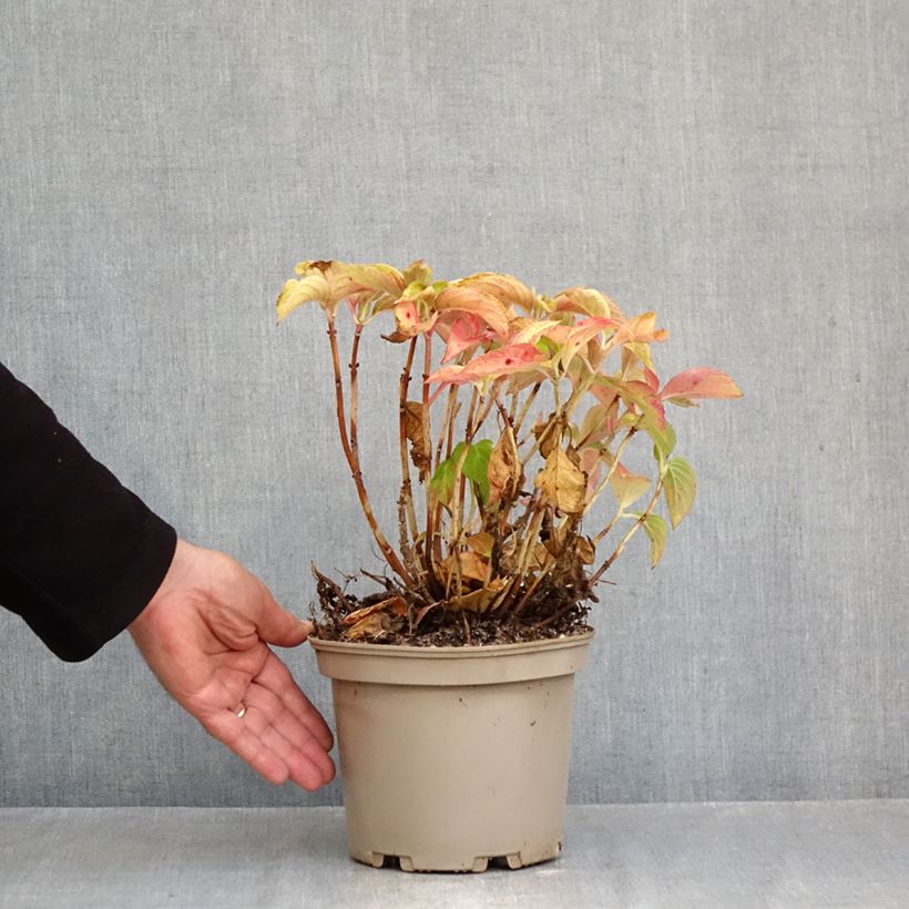 Ejemplar de Hortensia - Hydrangea macrophylla Wudu entregado en otoño