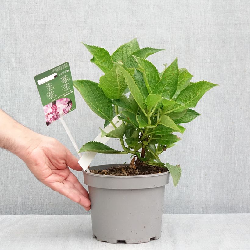 Ejemplar de Hortensia macrophylla You and Me Forever - Hydrangea Maceta 2L/3L entregado en otoño