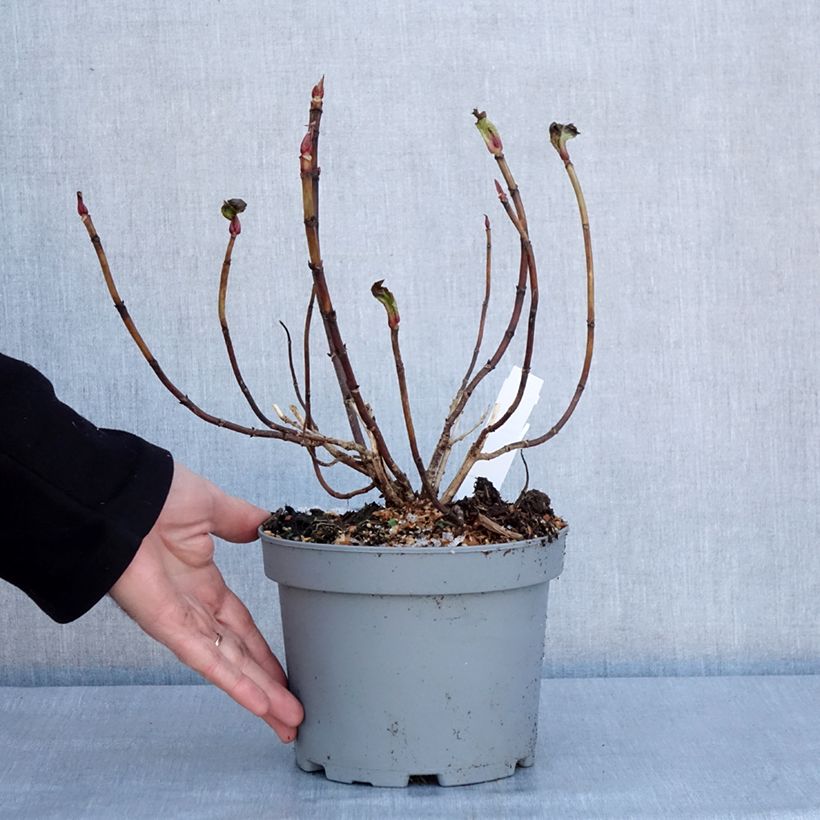 Hortensia macrophylla You and Me Forever - Hydrangea Maceta 2L/3L Ejemplar entregado en invierno