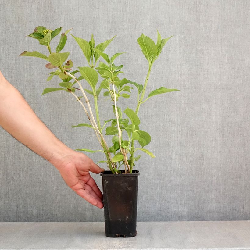 Hortensia macrophylla You & Me Inspire - Hydrangea Maceta 1,5L/2L Ejemplar entregado en la primavera