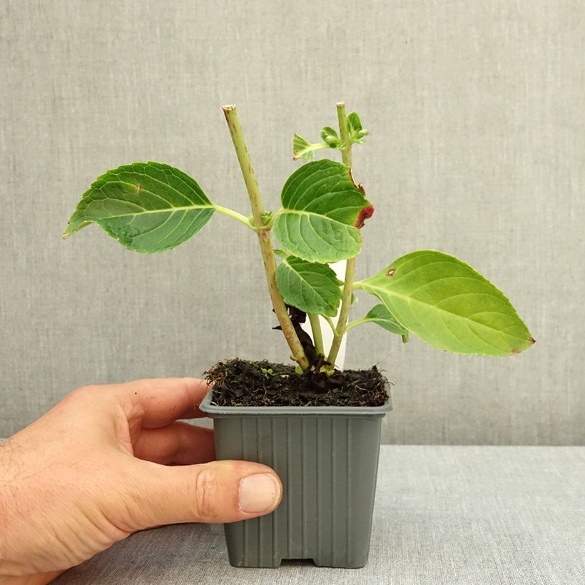 Ejemplar de Hortensia macrophylla You and Me Love - Hydrangea Maceta de 8/9 cm entregado en verano