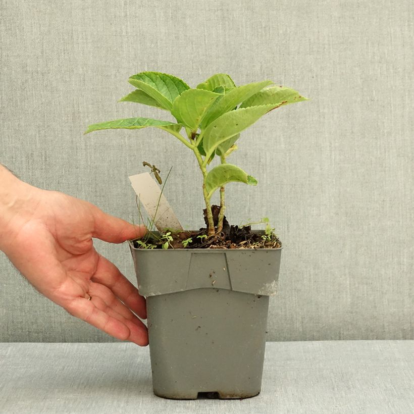 Ejemplar de Hortensia macrophylla You and Me Love - Hydrangea Maceta 2L/3L entregado en verano