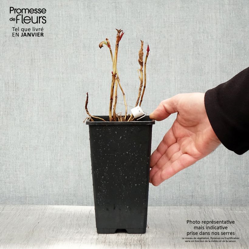 Hortensia macrophylla You and Me Romance - Hydrangea Maceta 1,5L/2L Ejemplar entregado en invierno