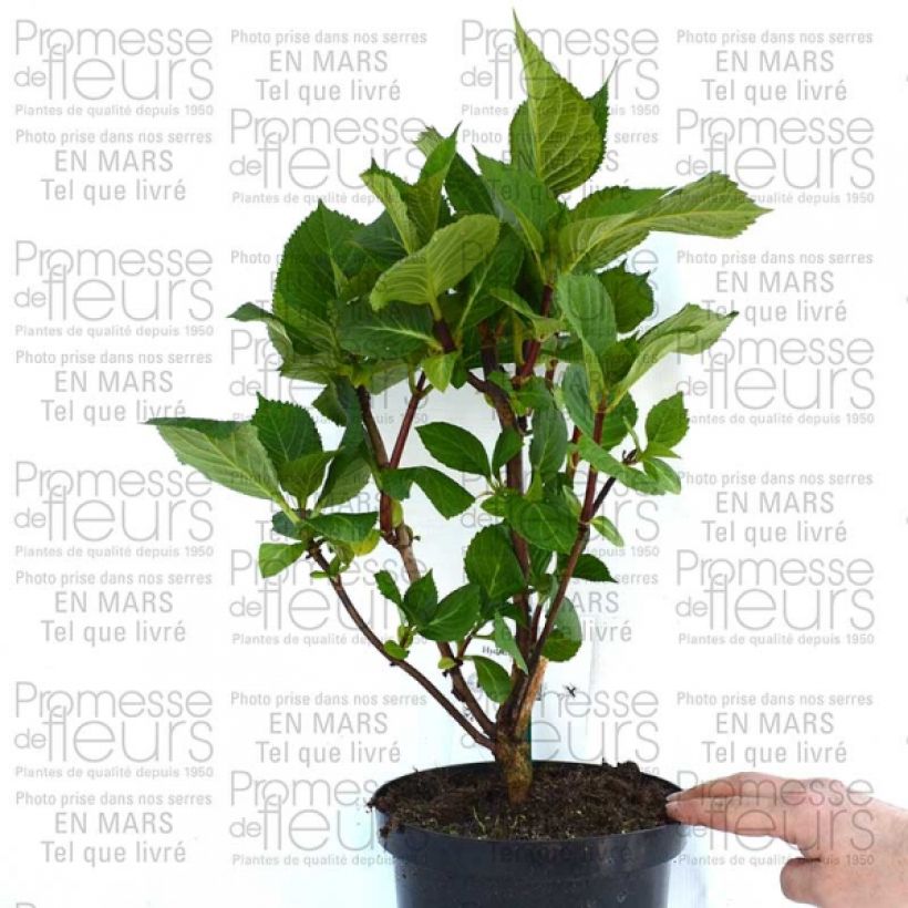 Ejemplo de ejemplar de Hortensia macrophylla Zorro Azul- Hydrangea Maceta 2L/3L tal y como se entrega