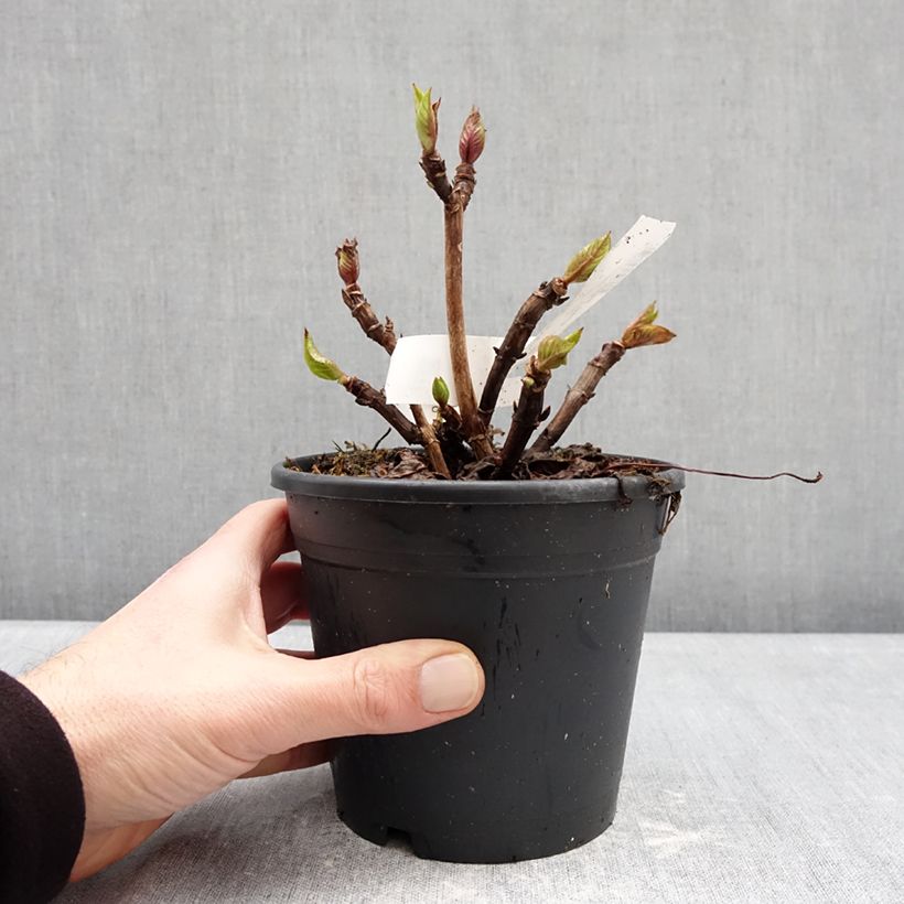 Hortensia macrophylla Zorro Azul- Hydrangea Maceta 1L/1,5L Ejemplar entregado en invierno