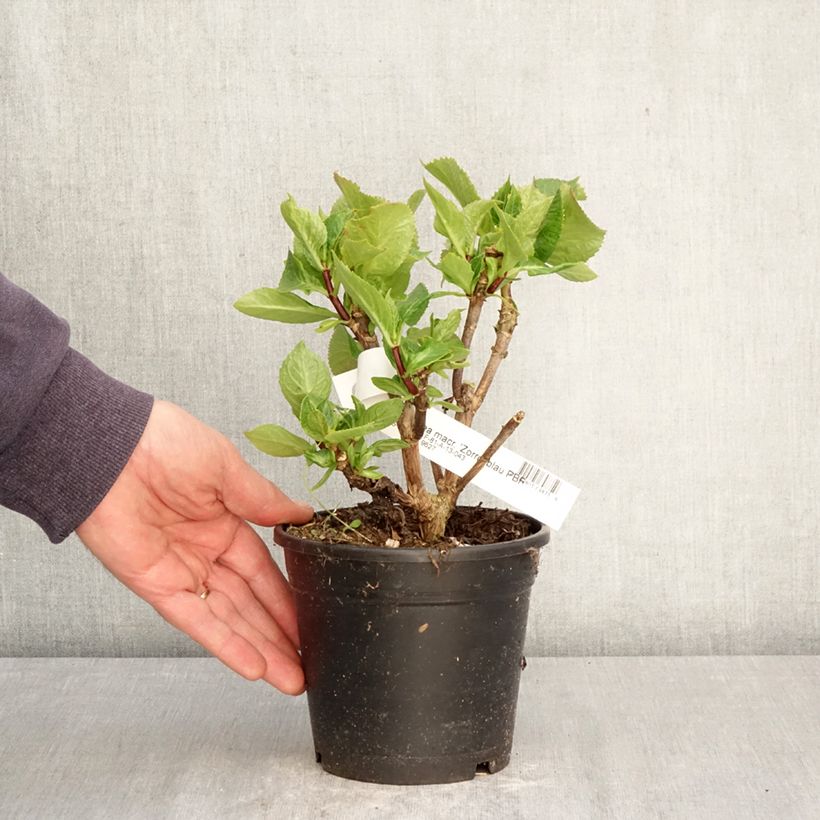 Hortensia macrophylla Zorro Azul- Hydrangea Maceta 1L/1,5L Ejemplar entregado en la primavera
