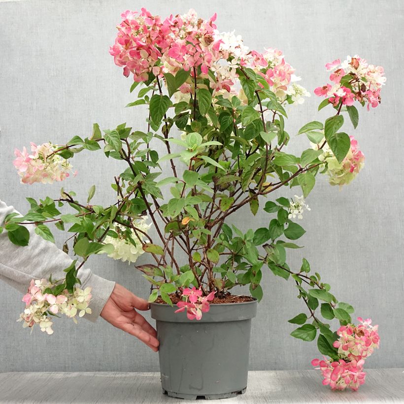 Ejemplar de Hortensia paniculata Diamant Rouge - Hydrangea paniculata Maceta 7,5L/10L, Formación arbustiva entregado en verano