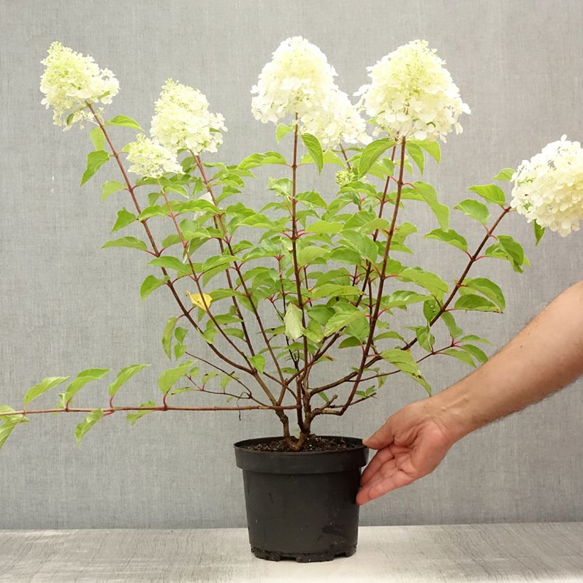 Ejemplar de Hortensia paniculata Diamant Rouge - Hydrangea paniculata Maceta 2L/3L, Formación arbustiva entregado en verano