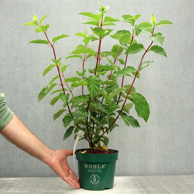 Ejemplar de Hortensia paniculata Fraise Melba - Hydrangea Maceta 3L/4L entregado en verano
