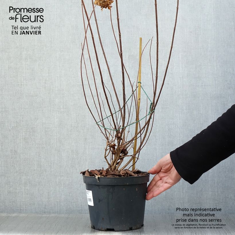 Hortensia paniculata Graffiti - Hydrangea paniculata Maceta 4L/5L Ejemplar entregado en invierno