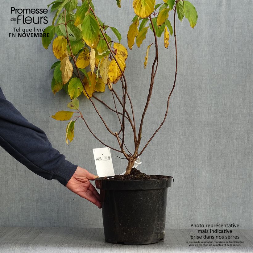 Ejemplar de Hortensia paniculata Great Star Le Vasterival - Hydrangea Maceta 7,5L/10L entregado en otoño