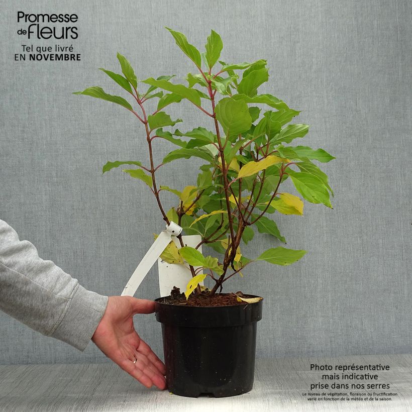 Ejemplar de Hortensia paniculata Great Star Le Vasterival - Hydrangea Maceta 3L/4L entregado en otoño