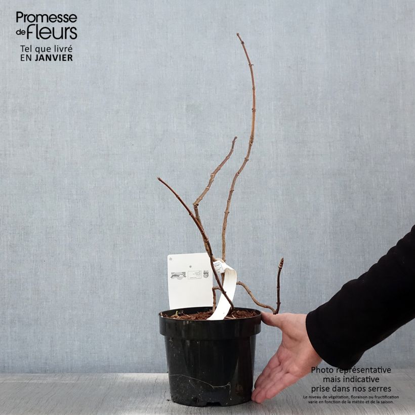 Hortensia paniculata Great Star Le Vasterival - Hydrangea Maceta 3L/4L Ejemplar entregado en invierno