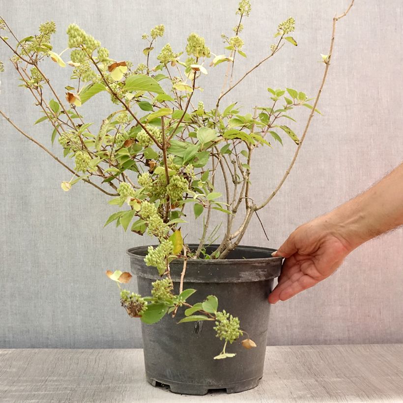 Ejemplar de Hortensia paniculata Kyushu - Hydrangea Maceta 7,5L/10L entregado en verano