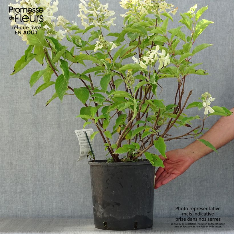 Ejemplar de Hortensia paniculata Levana - Hydrangea paniculata Maceta 7,5L/10L entregado en verano